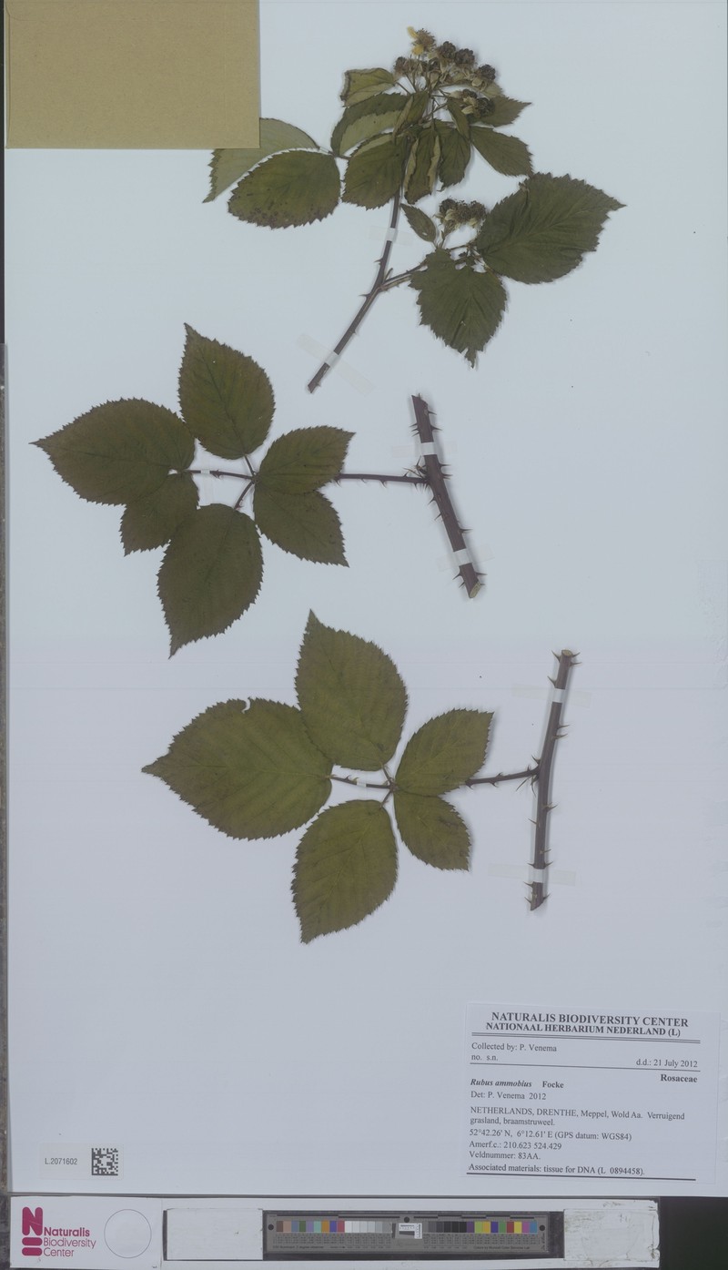 Rubus ammobius