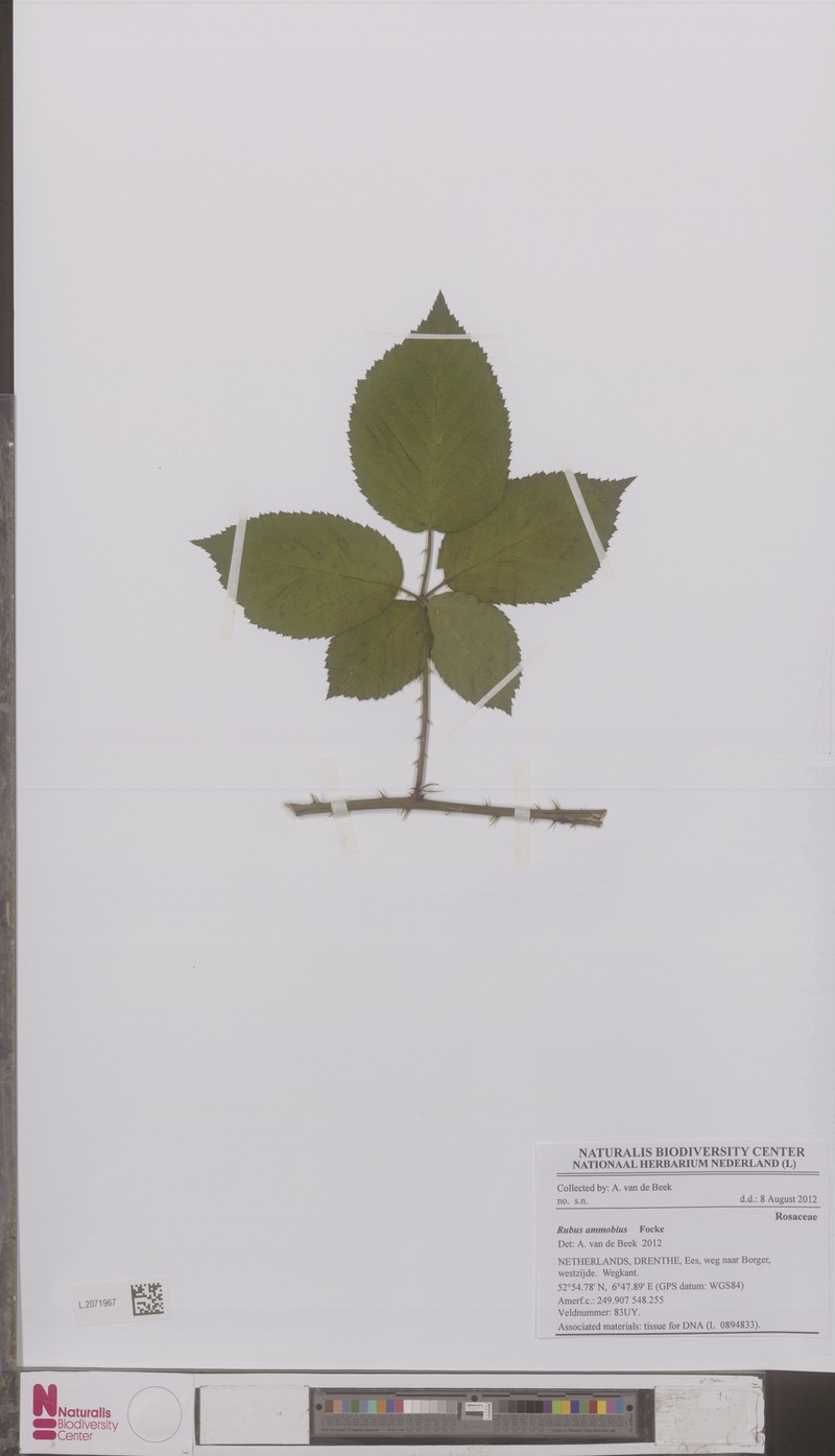 Rubus ammobius photo 2