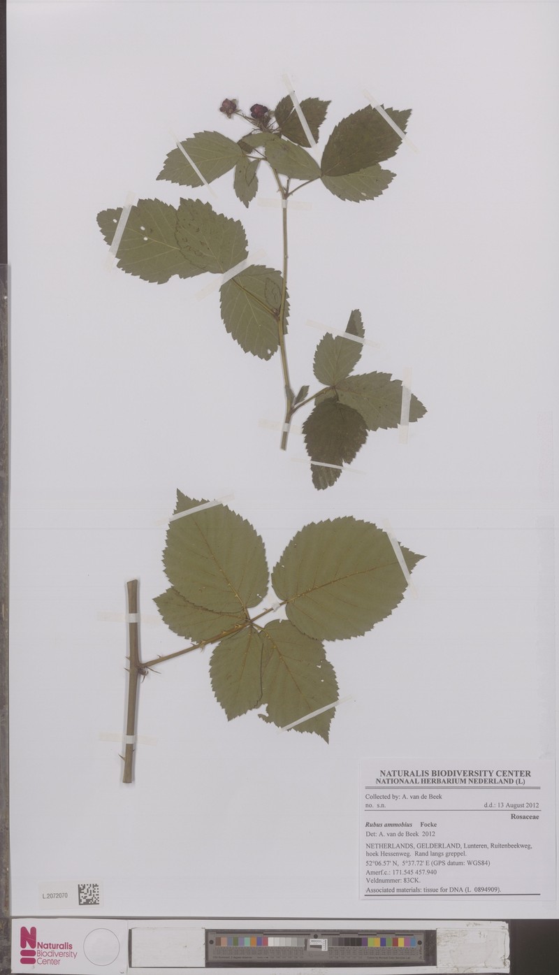 Rubus ammobius photo 3