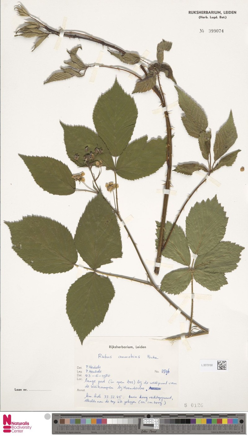 Rubus ammobius photo 4