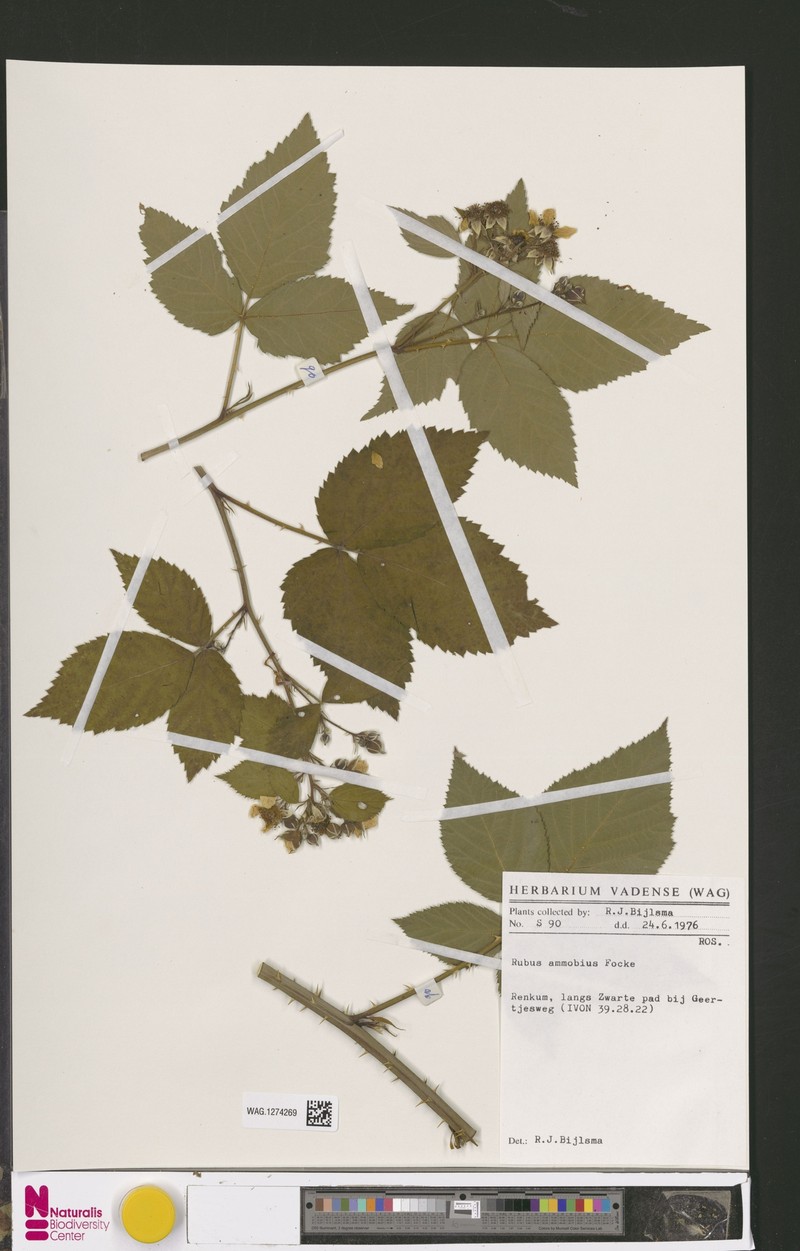 Rubus ammobius photo 5