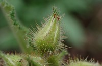 Rubus amphidasys