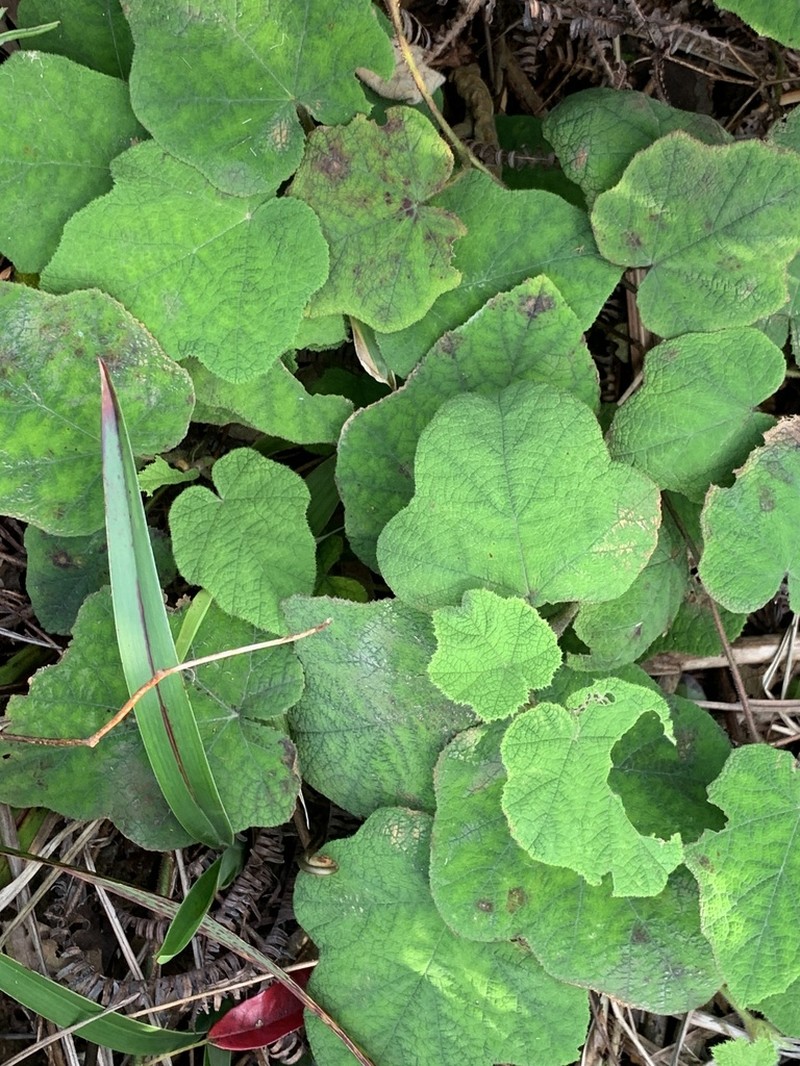 Rubus amphidasys photo 2