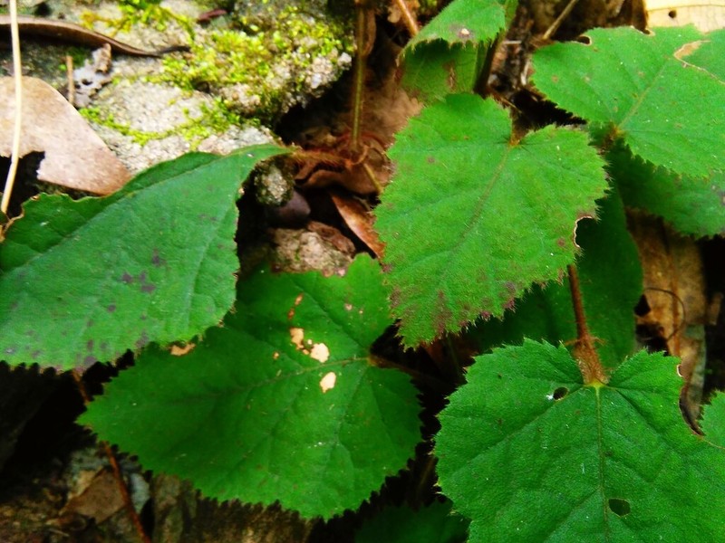 Rubus amphidasys photo 3