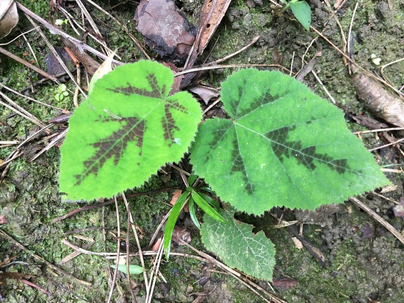 Rubus amphidasys photo 4