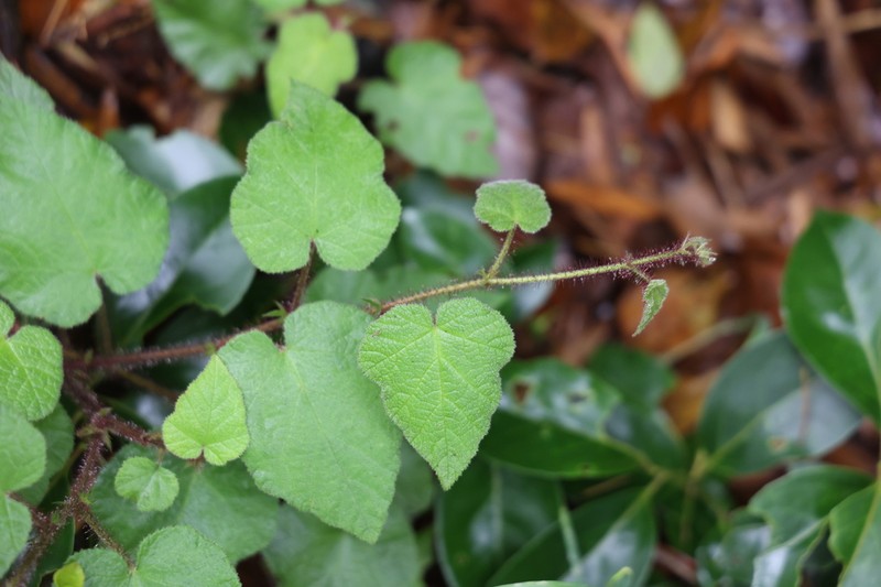 Rubus amphidasys photo 5