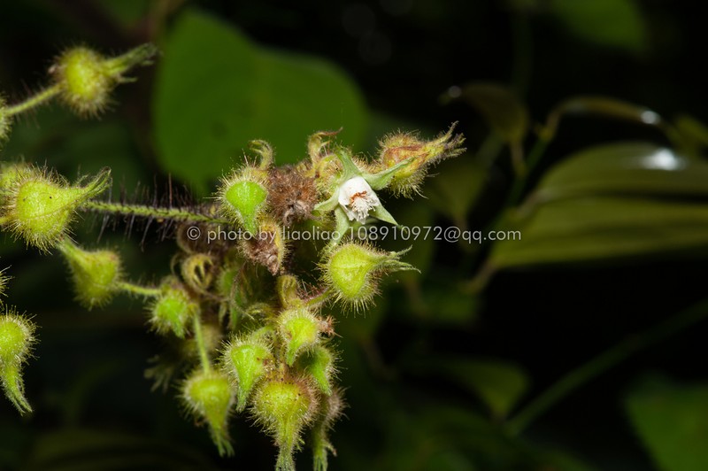 Rubus amphidasys photo 6