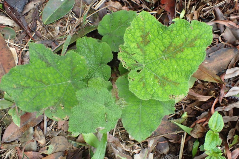 Rubus amphidasys photo 7