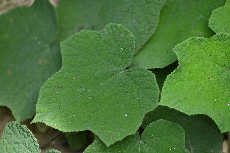 Rubus amphidasys photo 8