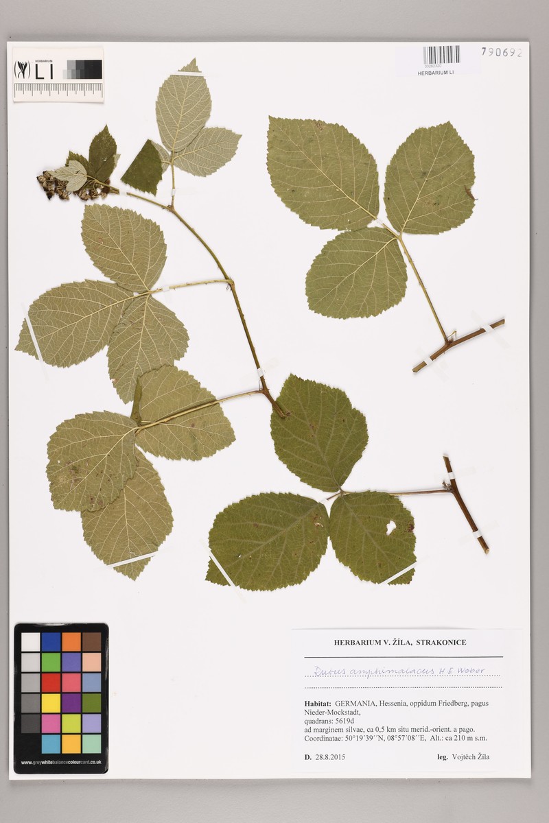 Rubus amphimalacus