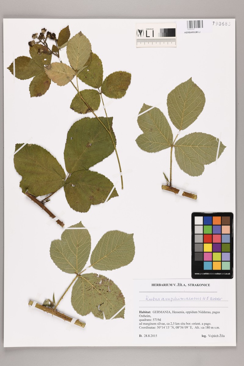 Rubus amphimalacus photo 2
