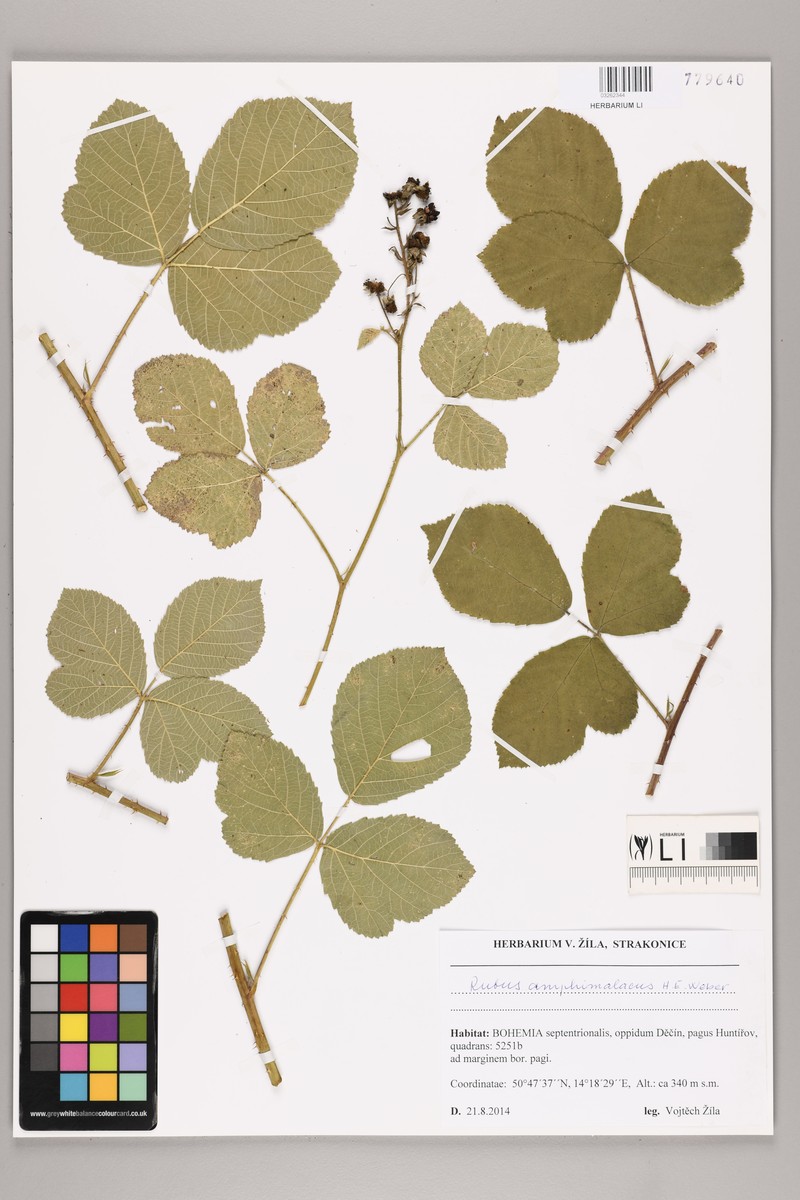 Rubus amphimalacus photo 3