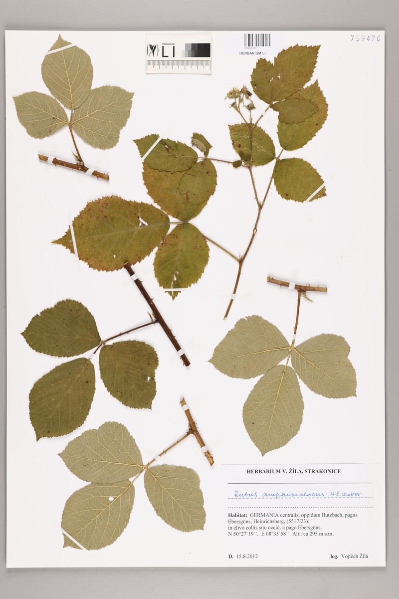 Rubus amphimalacus photo 4
