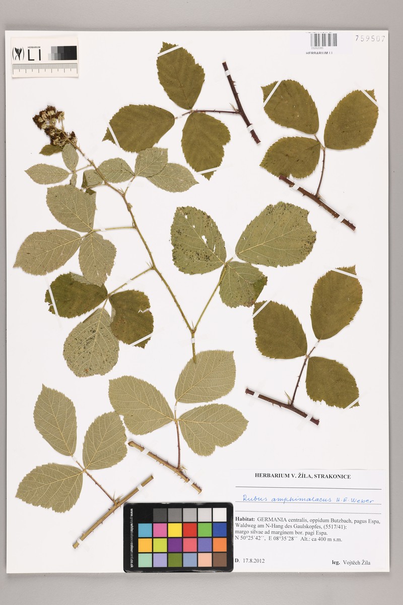 Rubus amphimalacus photo 5