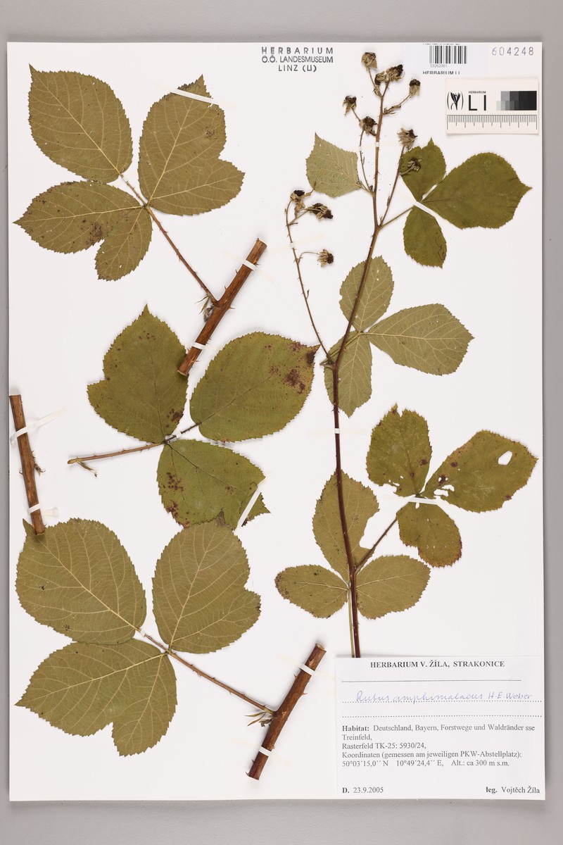 Rubus amphimalacus photo 6