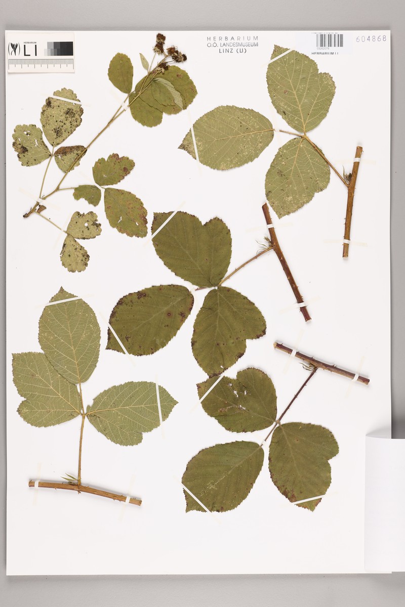 Rubus amphimalacus photo 7