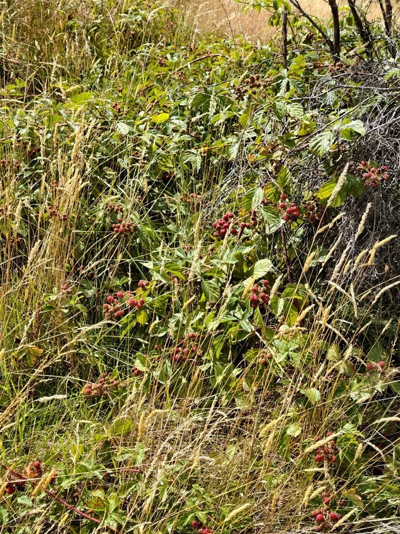 Rubus amplificatus