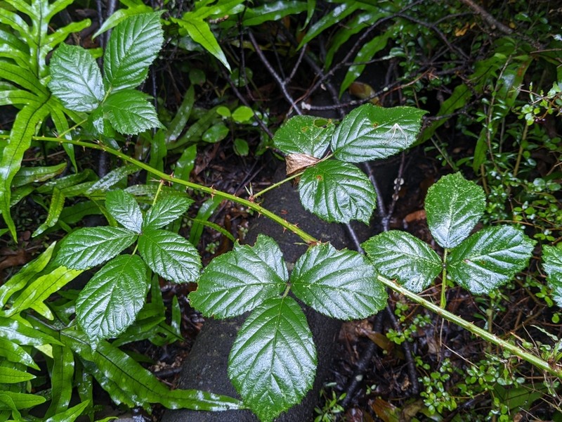 Rubus amplificatus photo 4