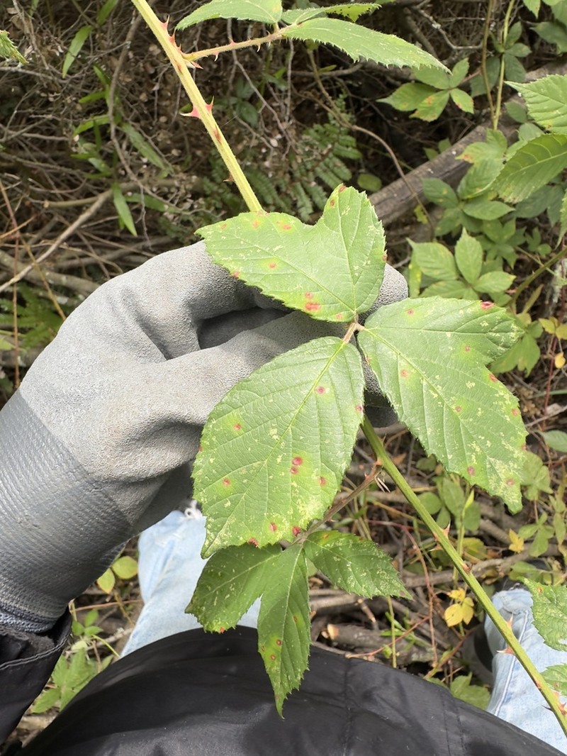 Rubus amplificatus photo 5