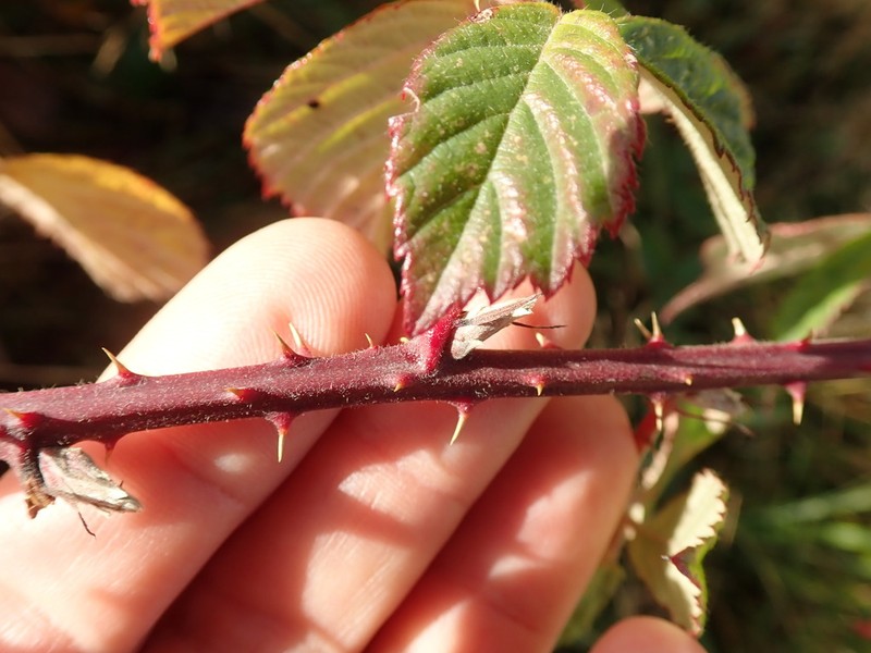 Rubus amplificatus photo 6
