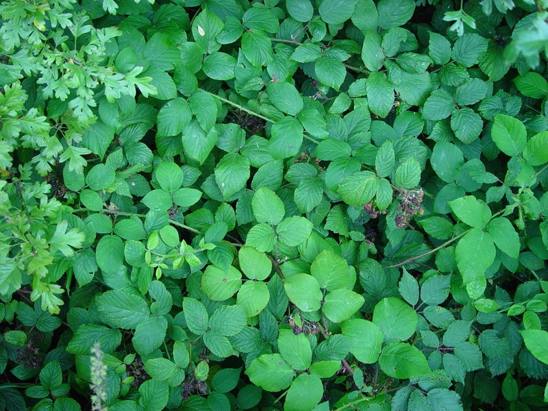 Rubus angloserpens photo 2