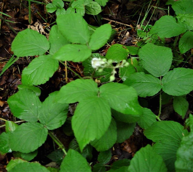 Rubus angloserpens photo 3