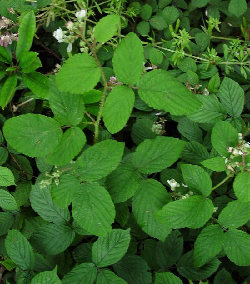 Rubus angloserpens photo 4