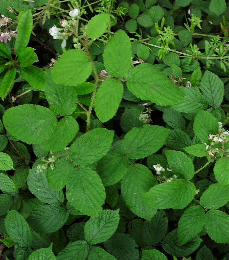 Rubus angloserpens photo 5