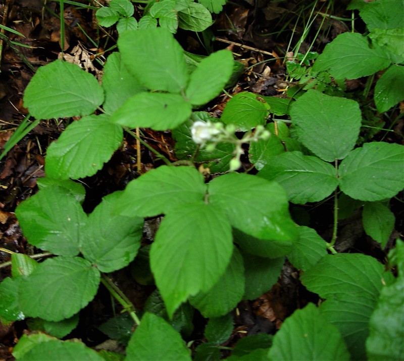 Rubus angloserpens photo 6
