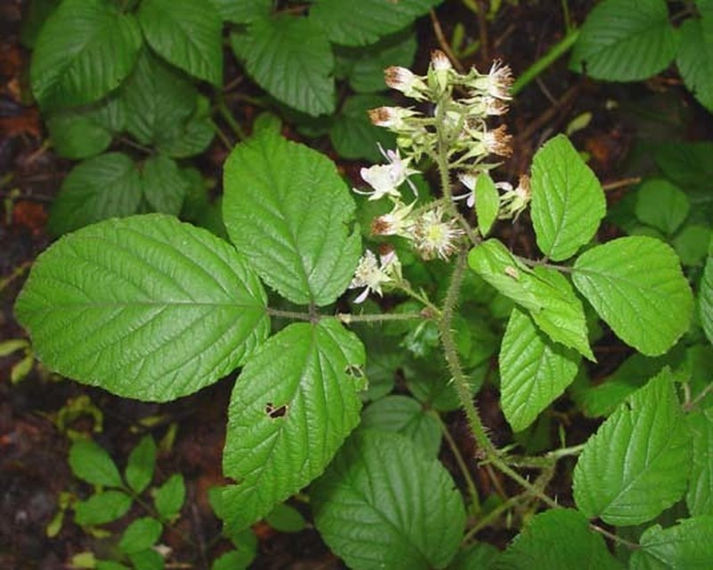 Rubus angloserpens photo 8