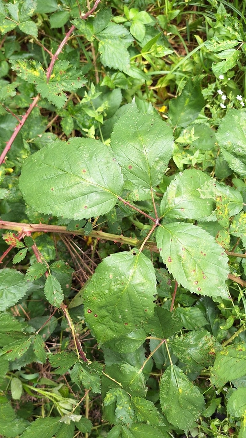 Rubus angustipaniculatus