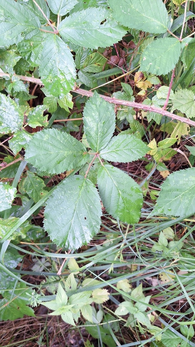 Rubus angustipaniculatus photo 2