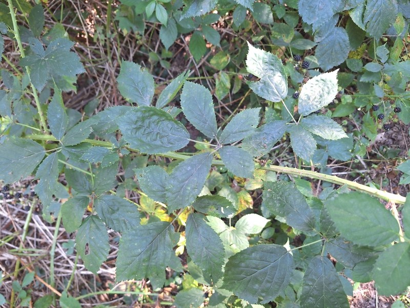 Rubus angustipaniculatus photo 3