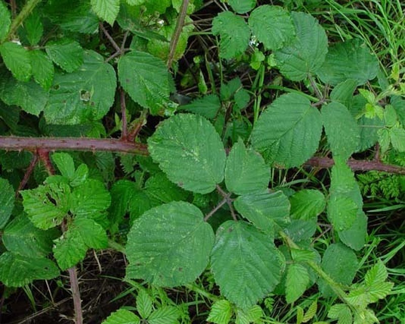 Rubus anisacanthos photo 2