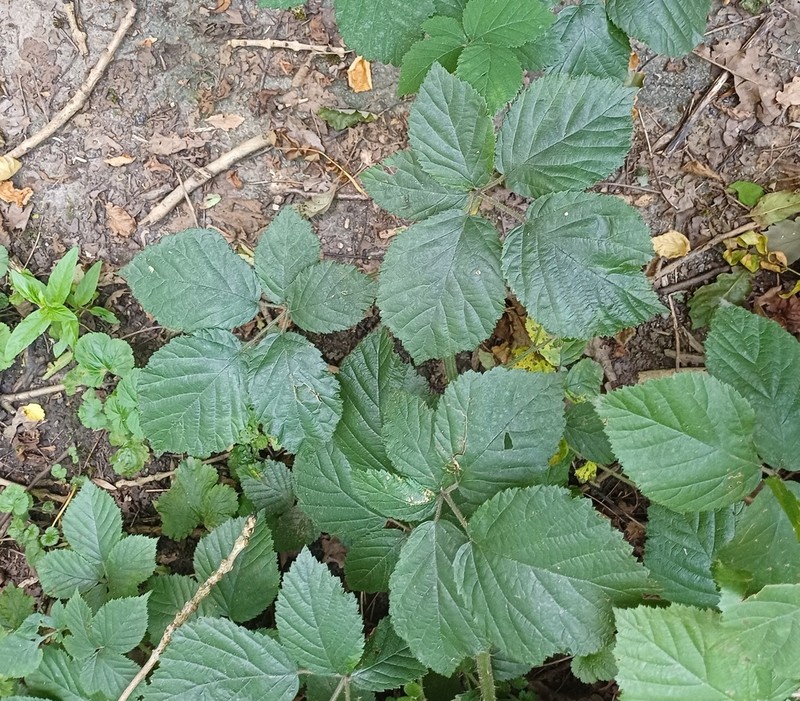 Rubus anisacanthos photo 3
