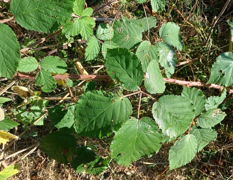 Rubus anisacanthos photo 4