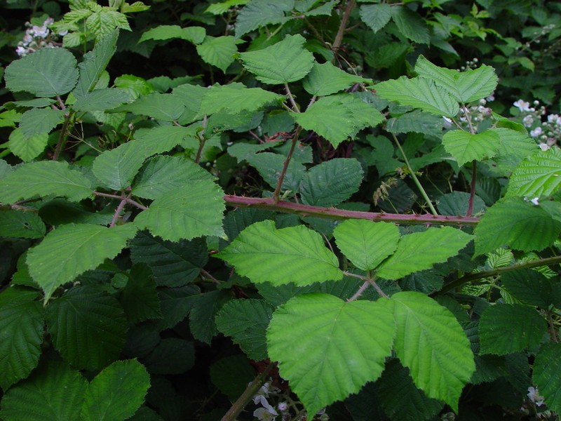 Rubus anisacanthos photo 5