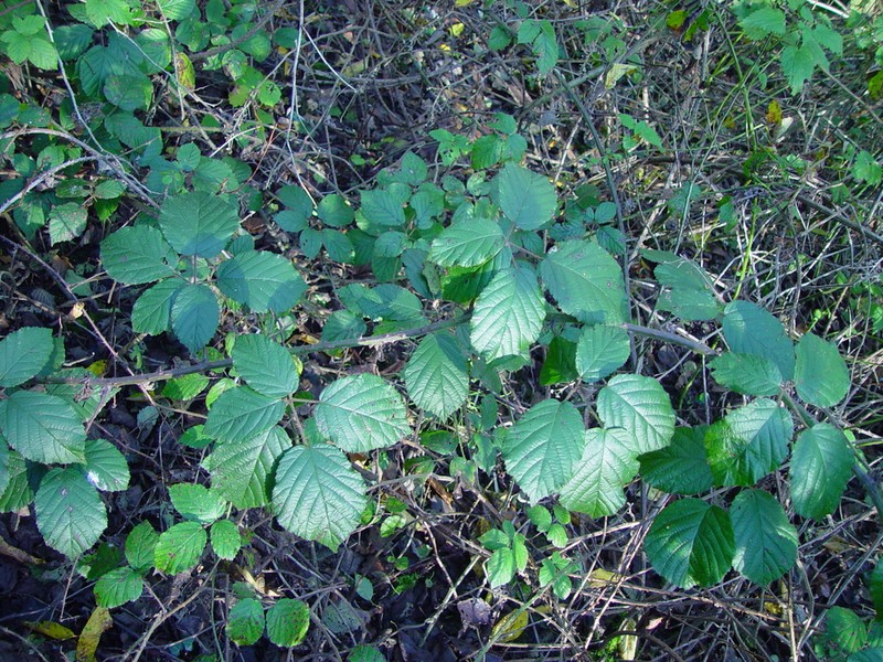 Rubus anisacanthos photo 6