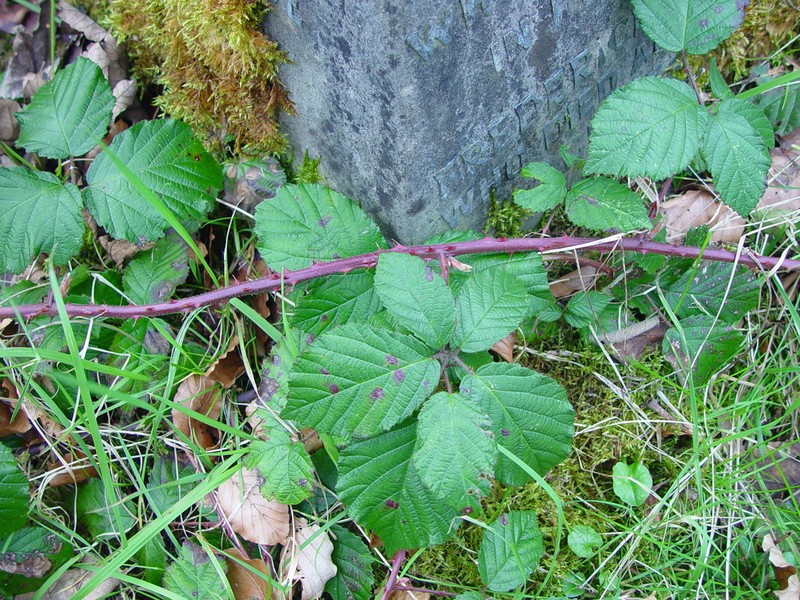 Rubus anisacanthos photo 7