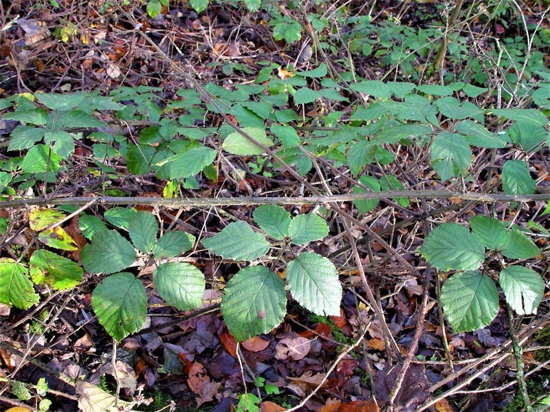 Rubus anisacanthos photo 8