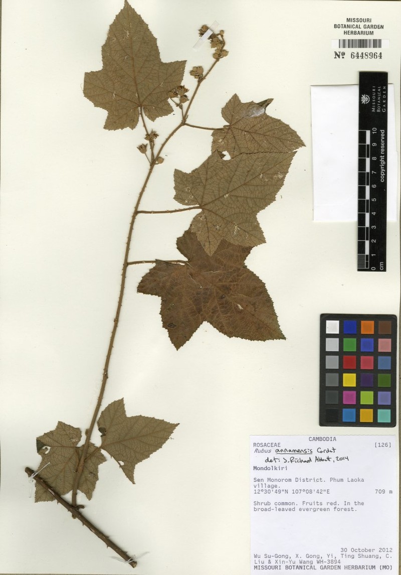 Rubus annamensis