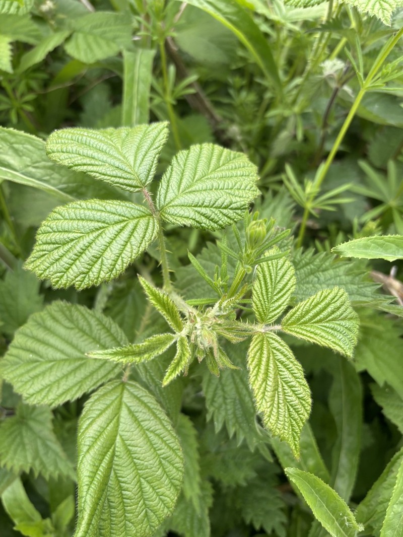 Rubus apetalus photo 2