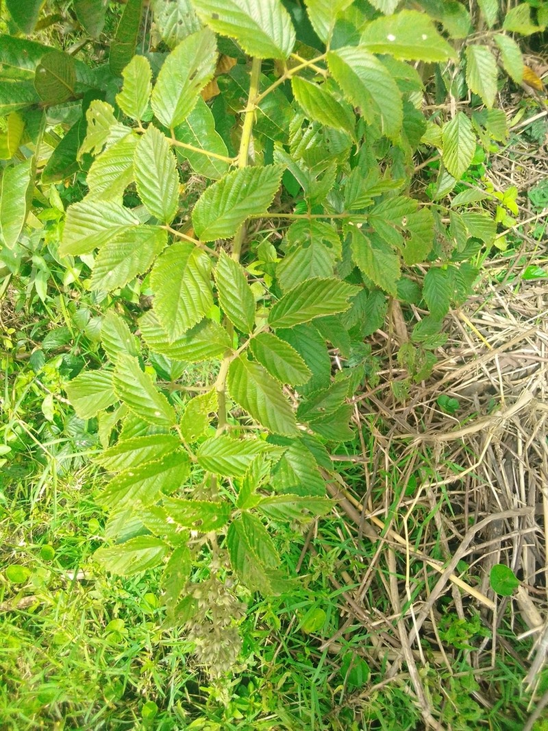 Rubus apetalus photo 3