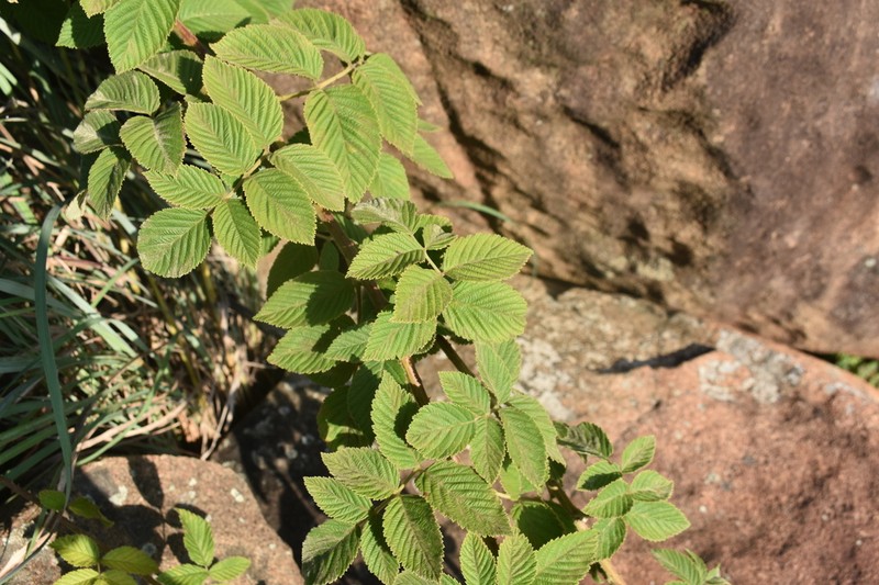 Rubus apetalus photo 4