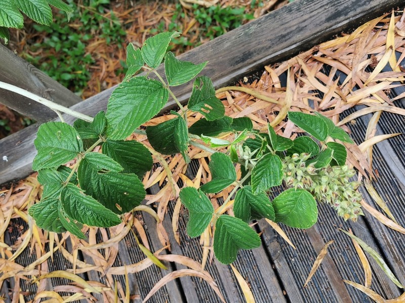 Rubus apetalus photo 5