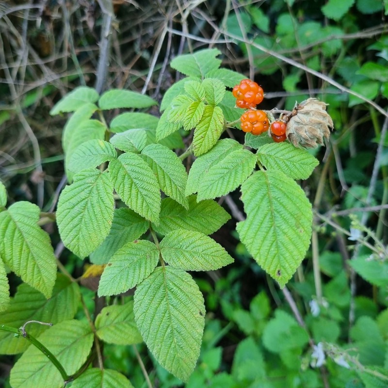 Rubus apetalus photo 6