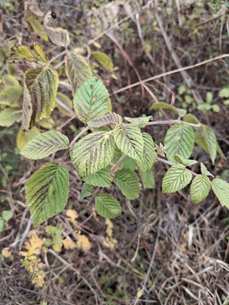 Rubus apetalus photo 7