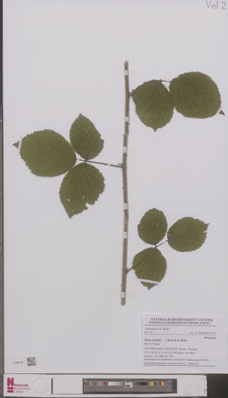 Rubus aphidifer