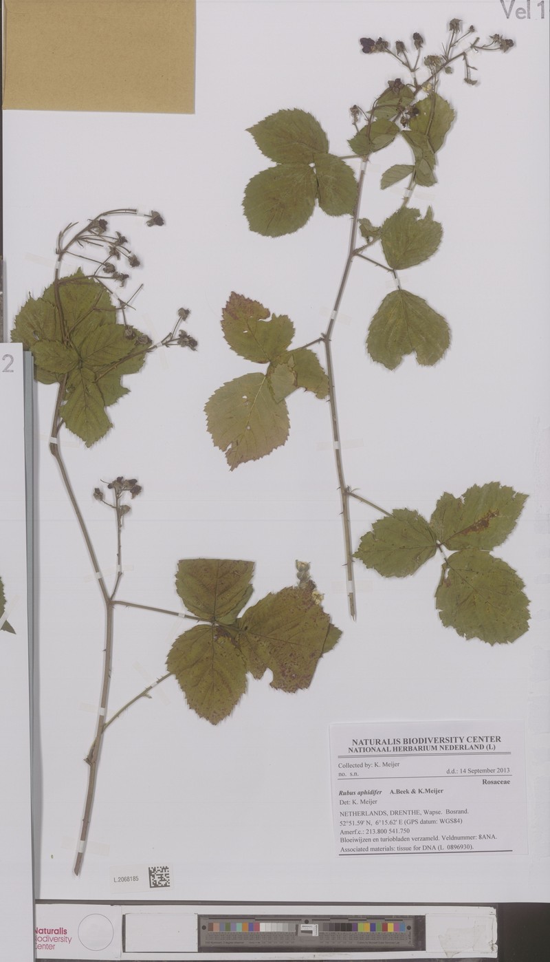 Rubus aphidifer photo 2