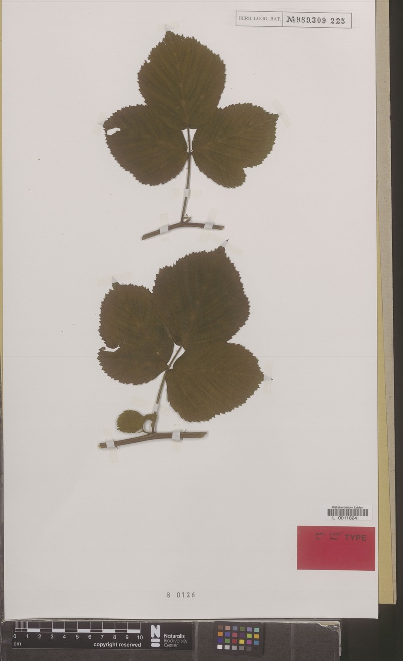 Rubus aphidifer photo 3